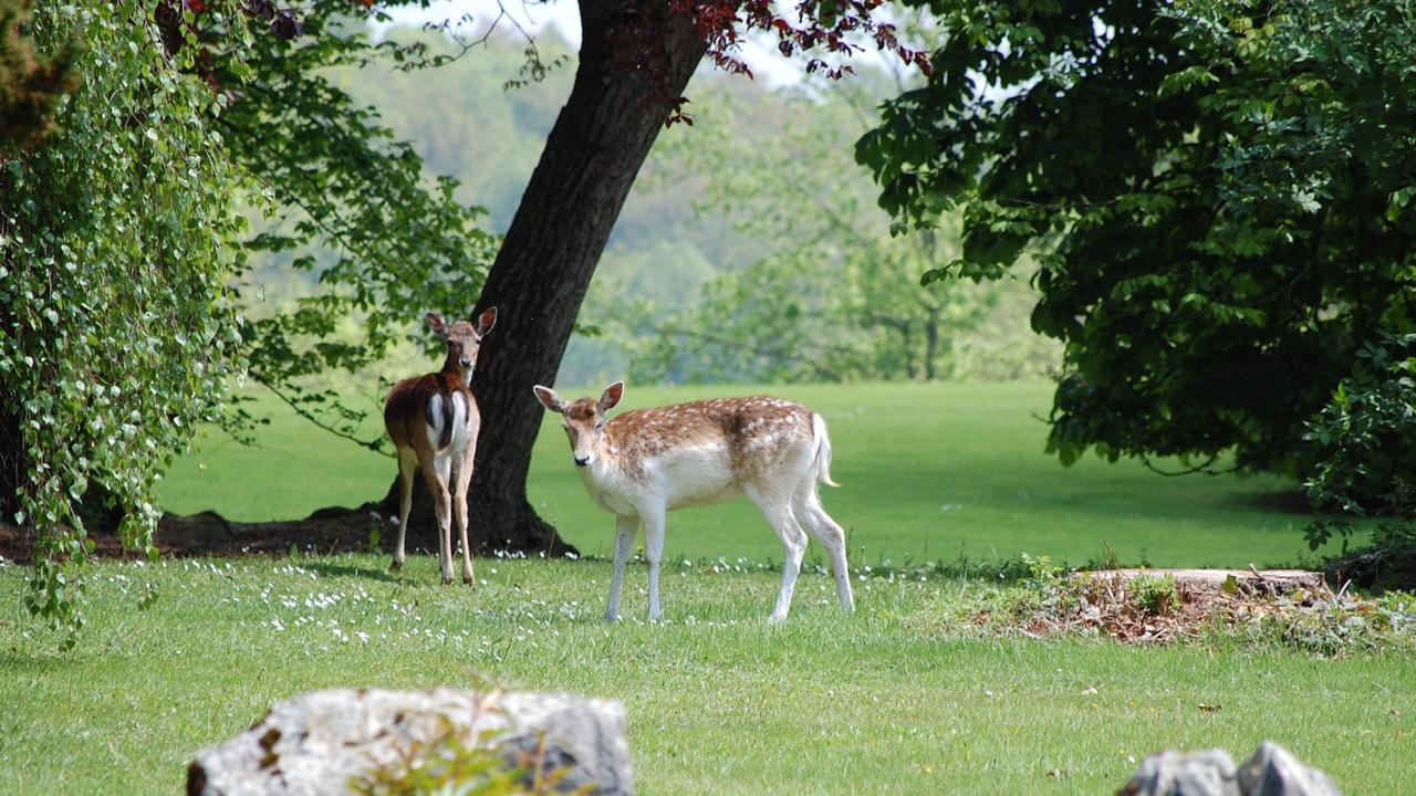 Lafarques 4* Pepinster